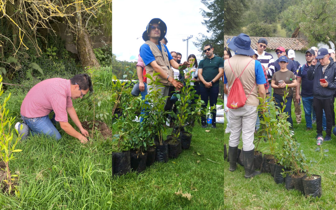 Impacto Ambiental en Acción: Plantación de Árboles por un Futuro Sostenible